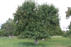 Sad starych odmian drzew owocowych. 2013