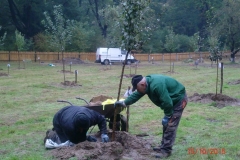 Zakładanie sadu starych odmian drzew owocowych. Firma Leszek Kułak