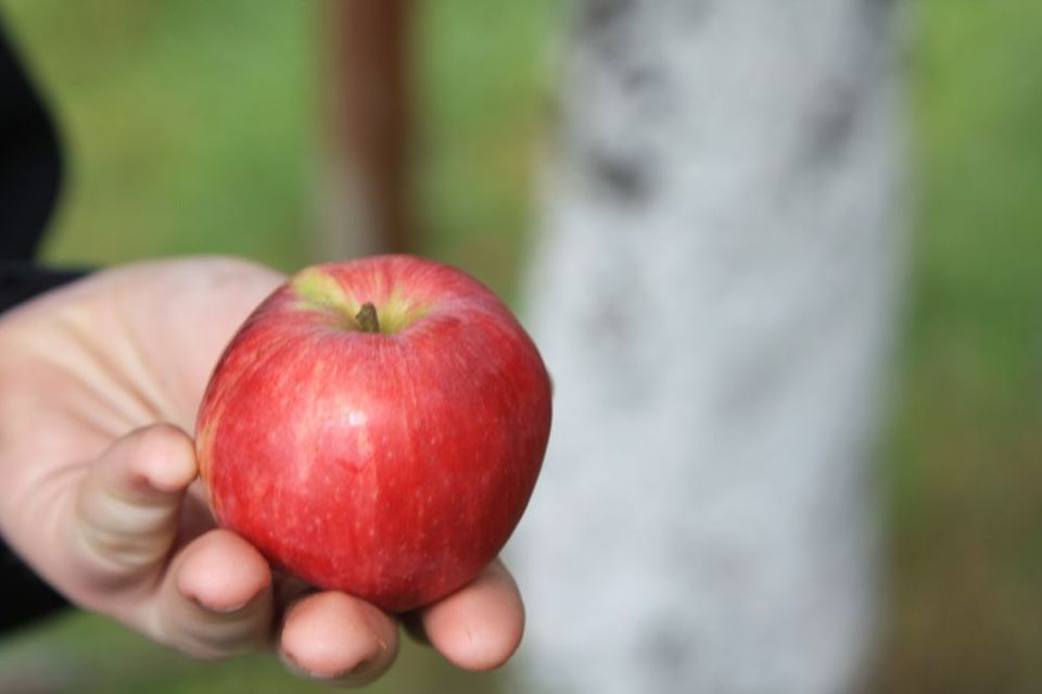 Firma Leszek Kułak zakładanie sadu starych odmian drzew owocowych